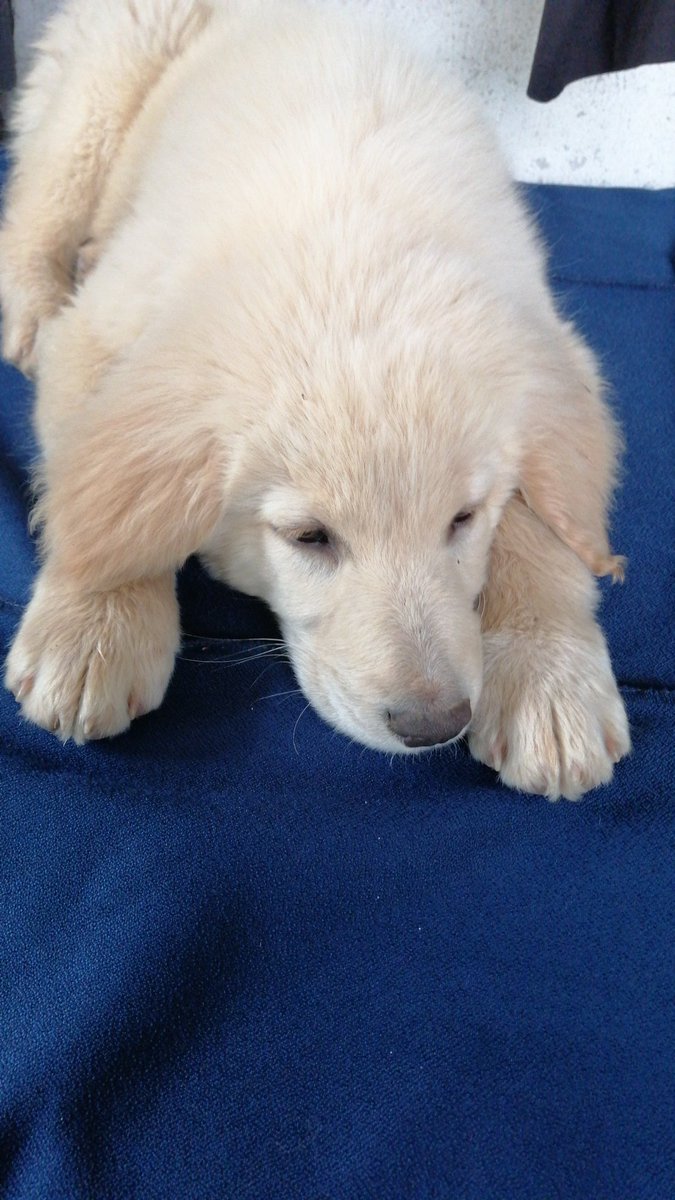 MerveDkbass's tweet photo. Gök gürültüsünden mi korkuyorsunuz? O zaman masanın üstüne çıkın...
#Günakşamda 🐾🐾🐾🐾
#iyiakşamlar 🐕🐕🐕🐕
#gökyereindi ☔☔☔☔
#BulutBey 🧿🧿🧿🧿🧿 https://t.co/ZlnltOaBMH