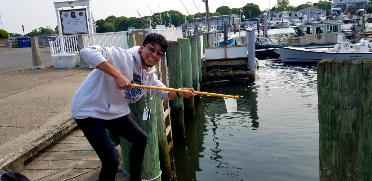 The summer of Ctenophores has arrived! @MBLScience @grassfoundation