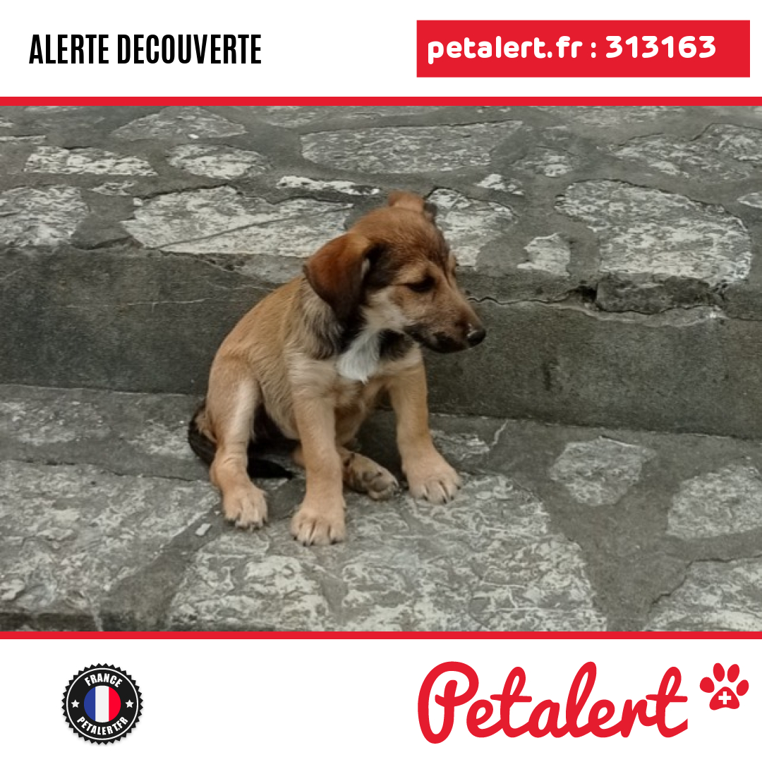 petalert_france's tweet photo. Trouvé #Chien #PyreneesAtlantiques #Guiche #Petalert #PetAlert64 / https://t.co/NKNUxPUVCF https://t.co/QywmEauK0J