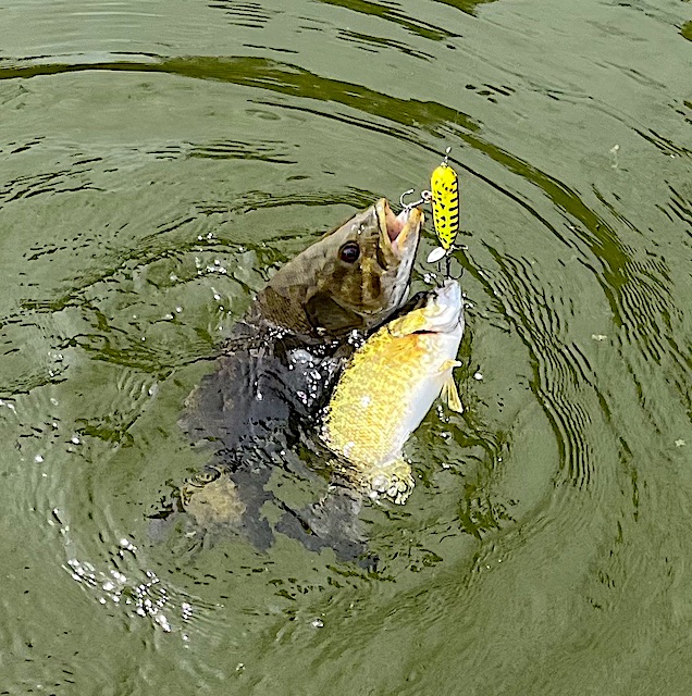 FiresideFish's tweet image. Smallmouth Fishing on Little Vermilion Lake at Fireside Lodge has been terrific as two Smallmouth Bass are fighting over the same lure just a few days ago.
Join Us on Instagram instagram.com/fireside.lodge/
See us at airbnb.ca/users/42559636…
Website firesidelodge.com