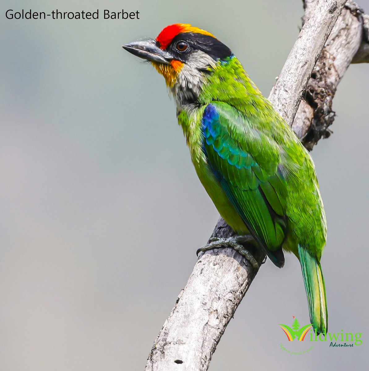 WildwingBhutan's tweet photo. The Golden-throated Barbet's main range is mainland south-east Asia, reaching the Indian subcontinent in north-east India and in the Himalayas west to west-central Nepal. It occurs in moist broadleaf forest in the subtropical and temperate zone. https://t.co/0F3AOQpyeD