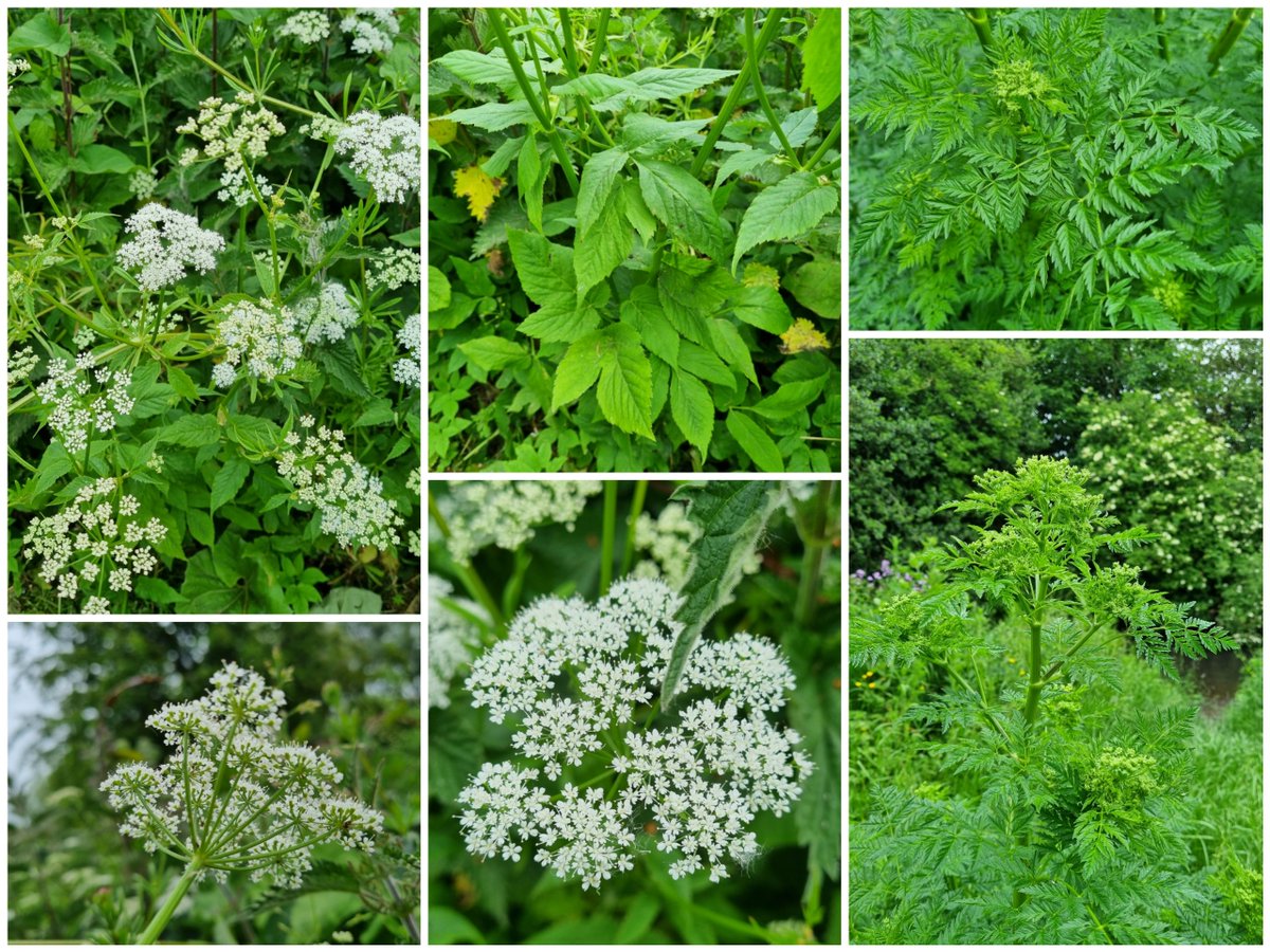 Two Apiaceae species I'm not as familiar with- I think the second one is Hemlock, and I'm less sure on the first... Ground Elder maybe? 

#WildflowerHour #WildflowerID