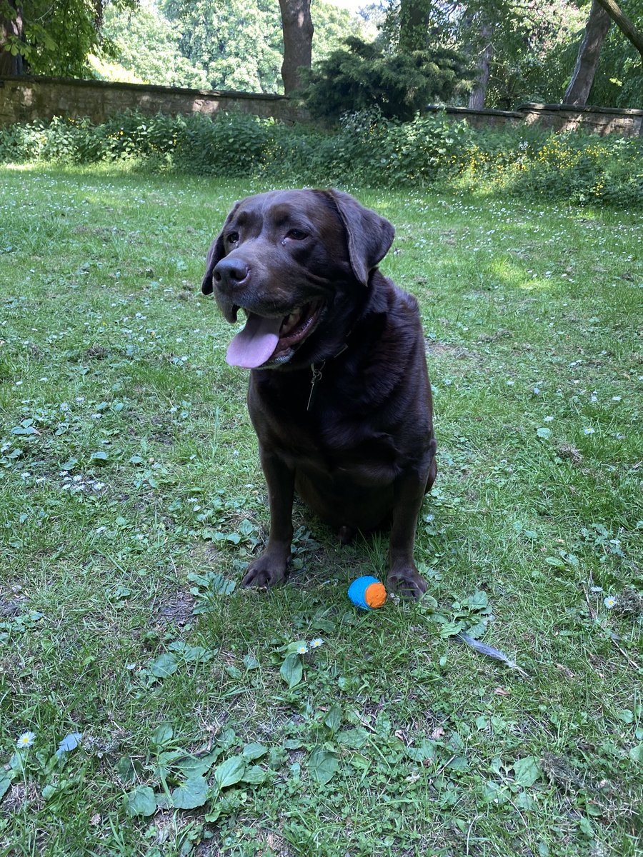 ritawitch's tweet photo. Our boy ozzy 😘how much going you love 💕 you’re doggy 🥰 https://t.co/xBn1yed88Y