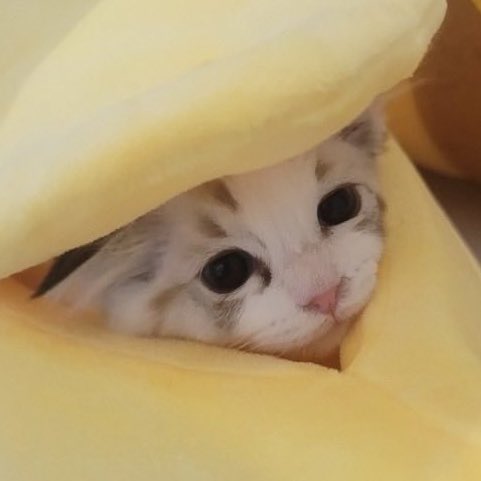 _nanajaemin's tweet photo. อ้วมแก้มเบียดเหมินกันเรย https://t.co/DtmAu1bPLD