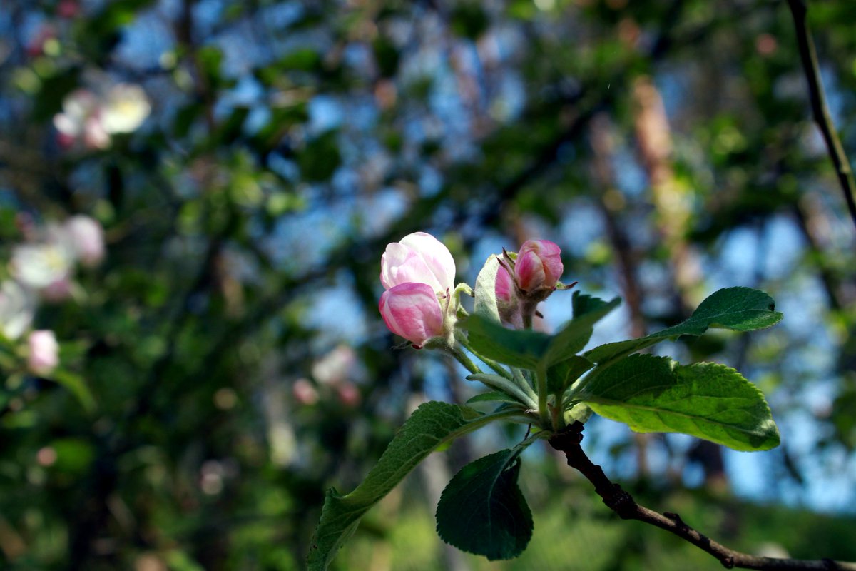 🍎 Apple blossoms 🍏

✅ Follow us 😉 to see our daily posts and read our valuable facts 👇 ALT 

#landscape #nature #naturephotography #springvibes🌸 #spring #photooftheday #apple #appleflower #appletree #appleflowers #hungary #magyarország