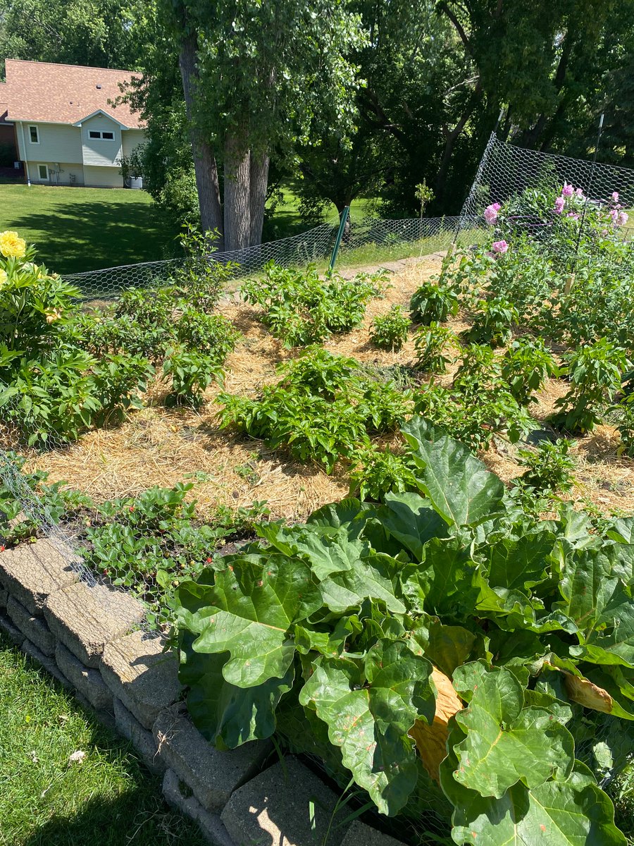 LinkBull2's tweet image. Garden I planted last month.