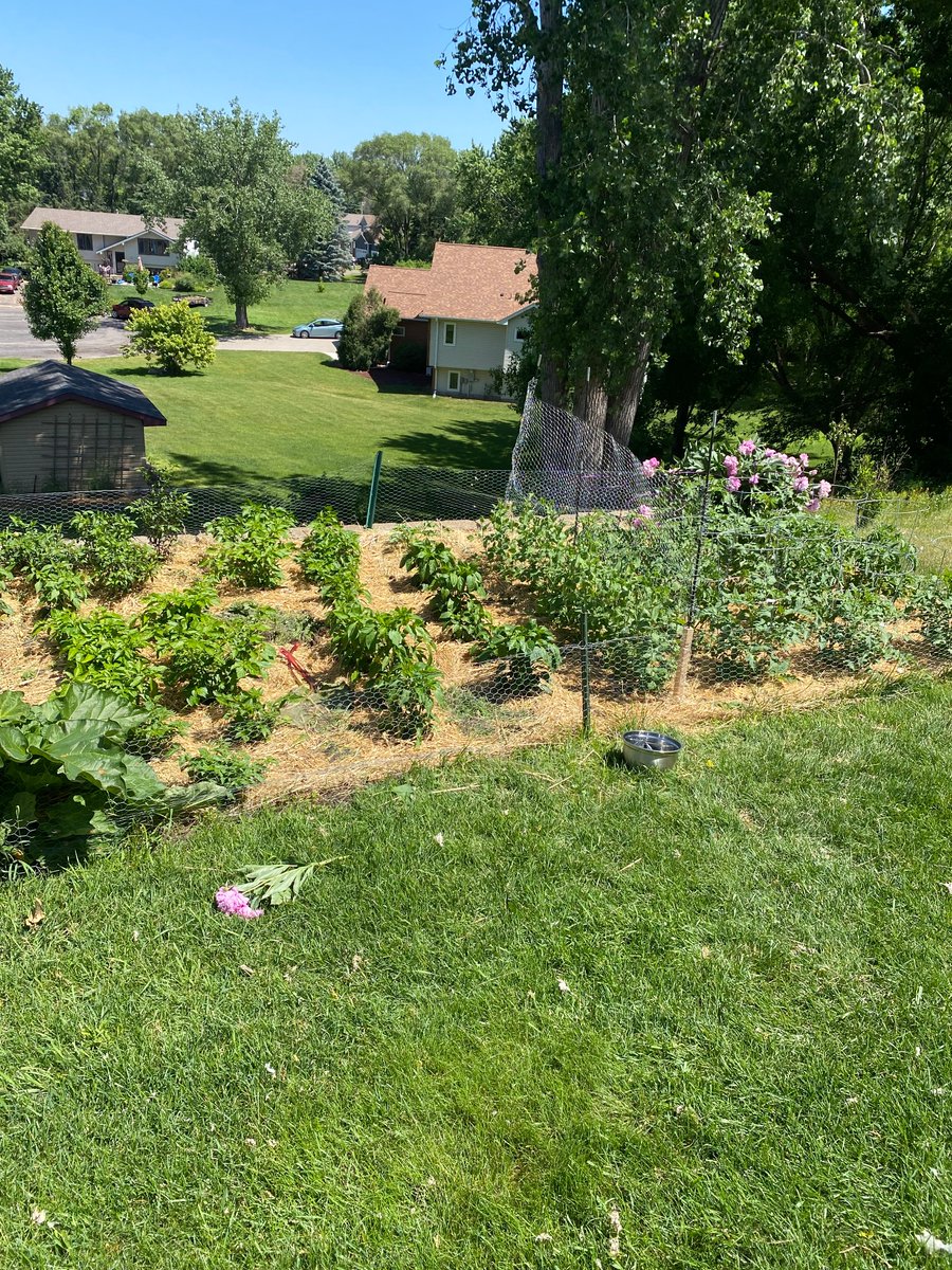 LinkBull2's tweet image. Garden I planted last month.