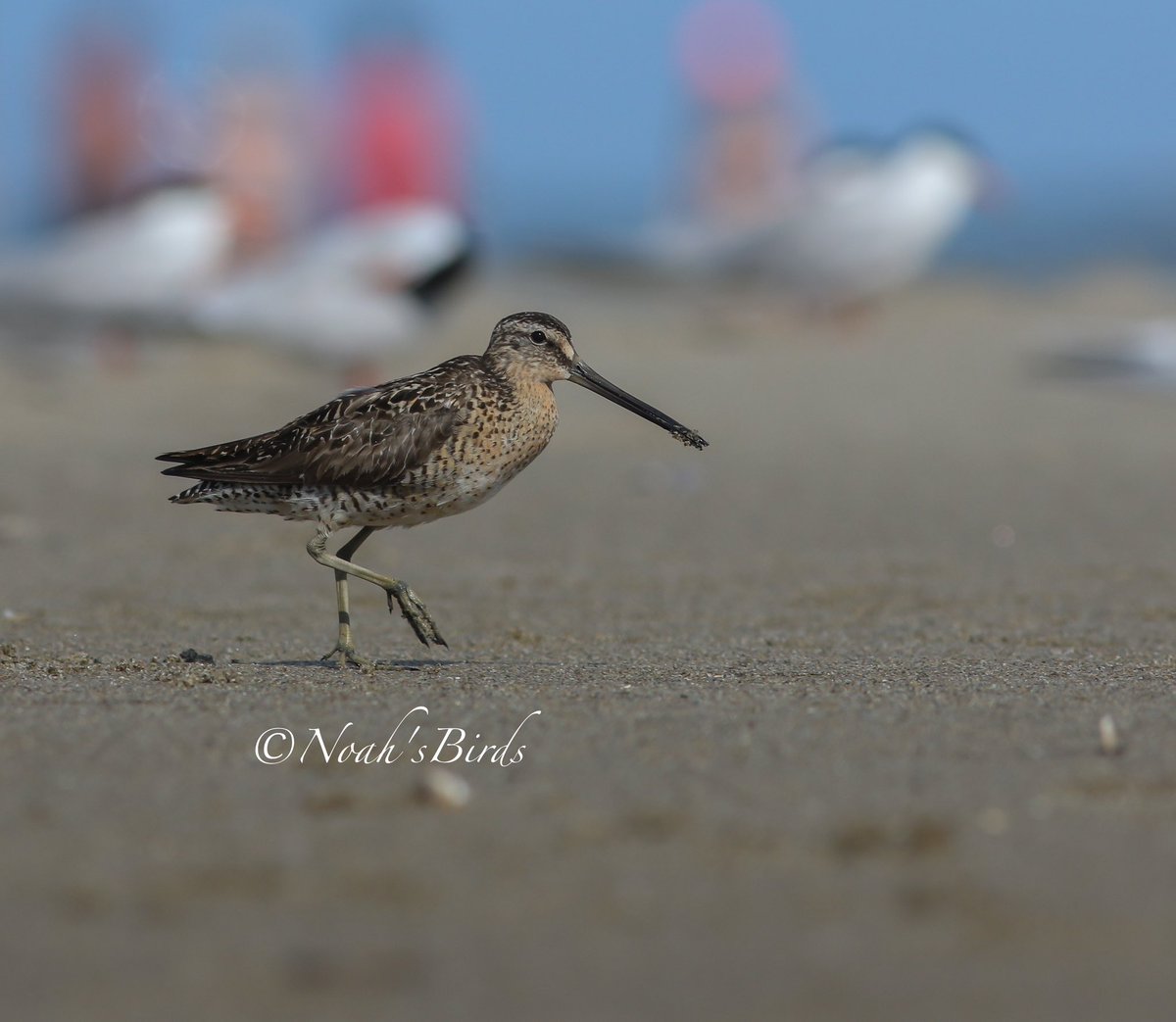 Short-Billed Dowithcher Biddeford, ME 2022
#BirdsAreAwesome #birding #BirdsOfTwitter #ShorebirdsAreAwesome