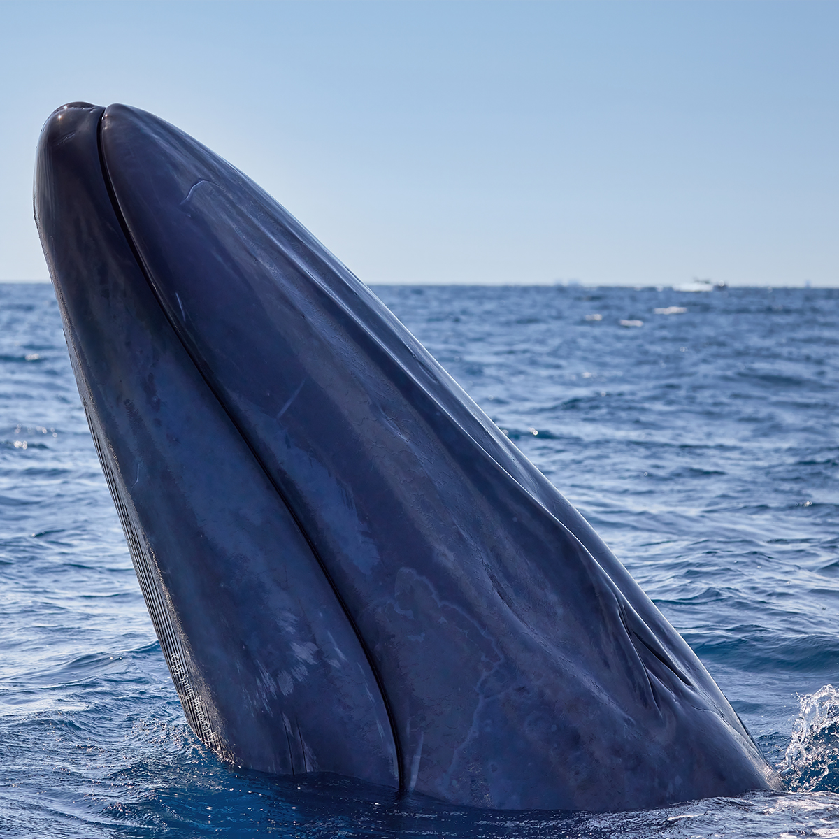 DolphinSafari's tweet image. #BlueWhale spy-hop! The largest known animal on earth has a 'whaley' big heart too! A blue whale's heart can weigh upwards of 1,000 pounds &amp;amp; pumps about 60 gallons of blood each time it beats. 💙

(📷: Jay Spring Photography 6.8.23)
#whalewatching #funthingstodo #danapoint