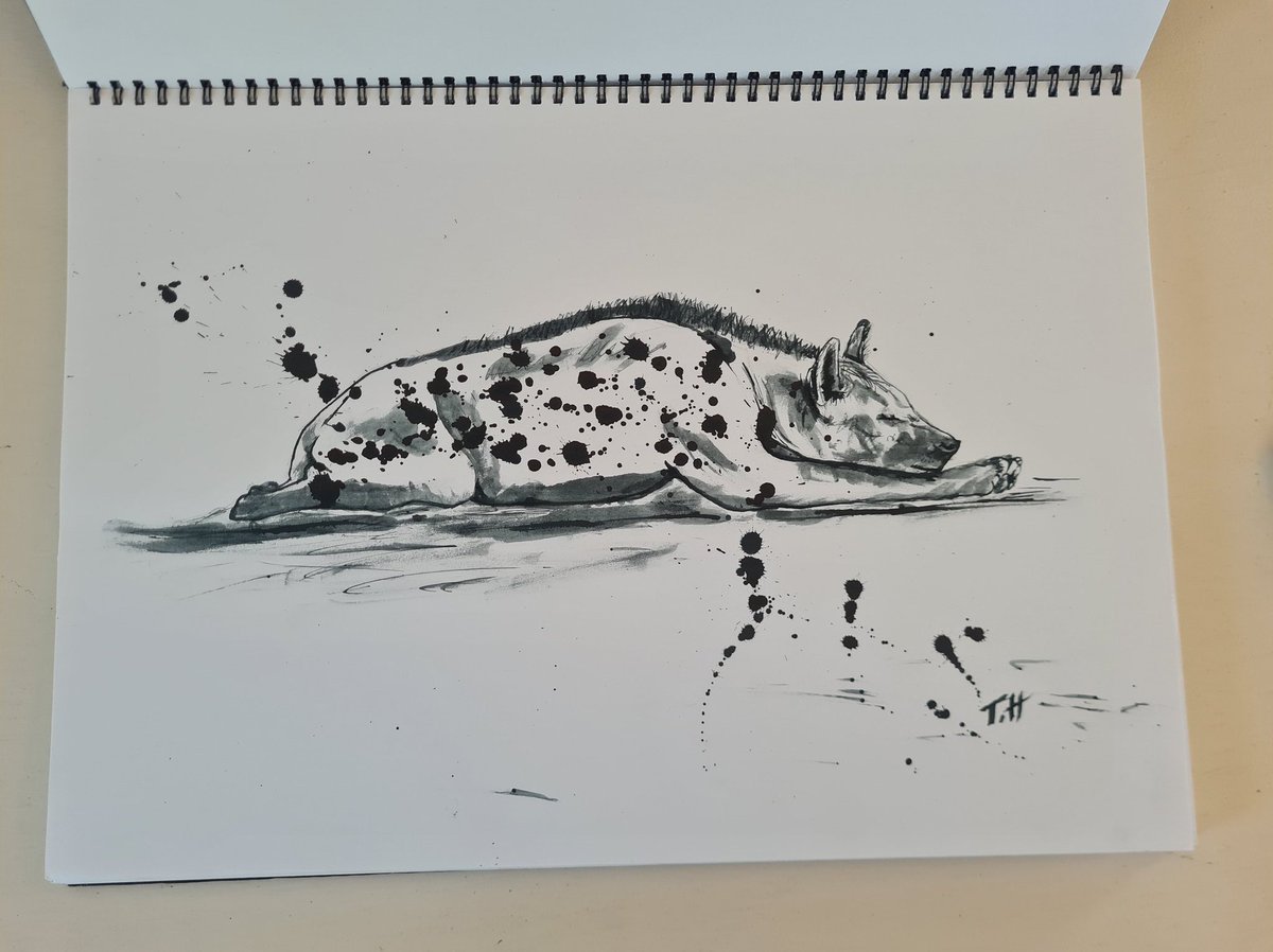 HoniballT's tweet image. A passion is when you take a break and still do something that involves work. 
I have been so fortunate to study spotted hyaenas (among all of the large African carnivores). They have opened my eyes in so many ways.
So here's an ink doodle in their honour.
The infamous sploot.