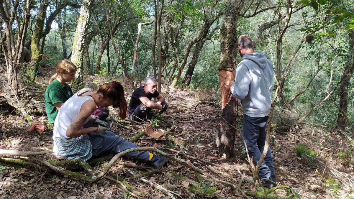 APMontnegreCor's tweet photo. Aquesta setmana hem visitat la planta de #QualitySuber amb alumnes del mòdul d'Execució de treballs de #pela que impartim al #cffe_formacio_forestal Vam portar-hi el #suro que vam llevar el dia abans #Certificat_de_professionalitat #Aprofitaments_forestals #lleva #SOC #formacio https://t.co/pGF47Av726
