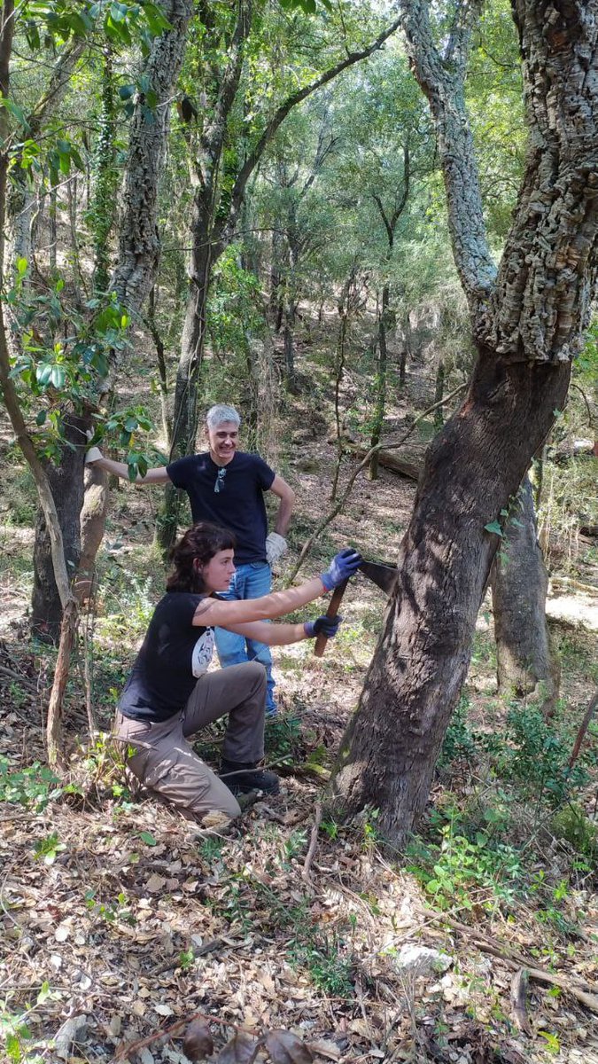 APMontnegreCor's tweet photo. Aquesta setmana hem visitat la planta de #QualitySuber amb alumnes del mòdul d'Execució de treballs de #pela que impartim al #cffe_formacio_forestal Vam portar-hi el #suro que vam llevar el dia abans #Certificat_de_professionalitat #Aprofitaments_forestals #lleva #SOC #formacio https://t.co/pGF47Av726