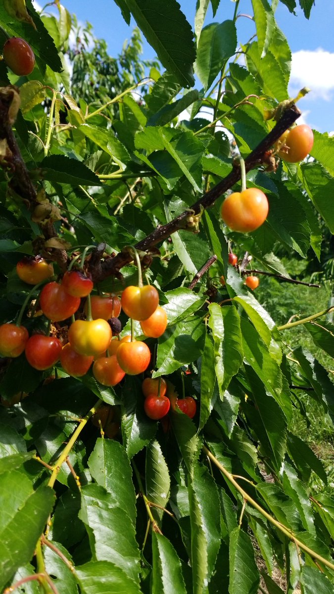 @stan_sdcollins Stan! Our cherries are almost ready to eat! 😄🍒🍒🍒🍒