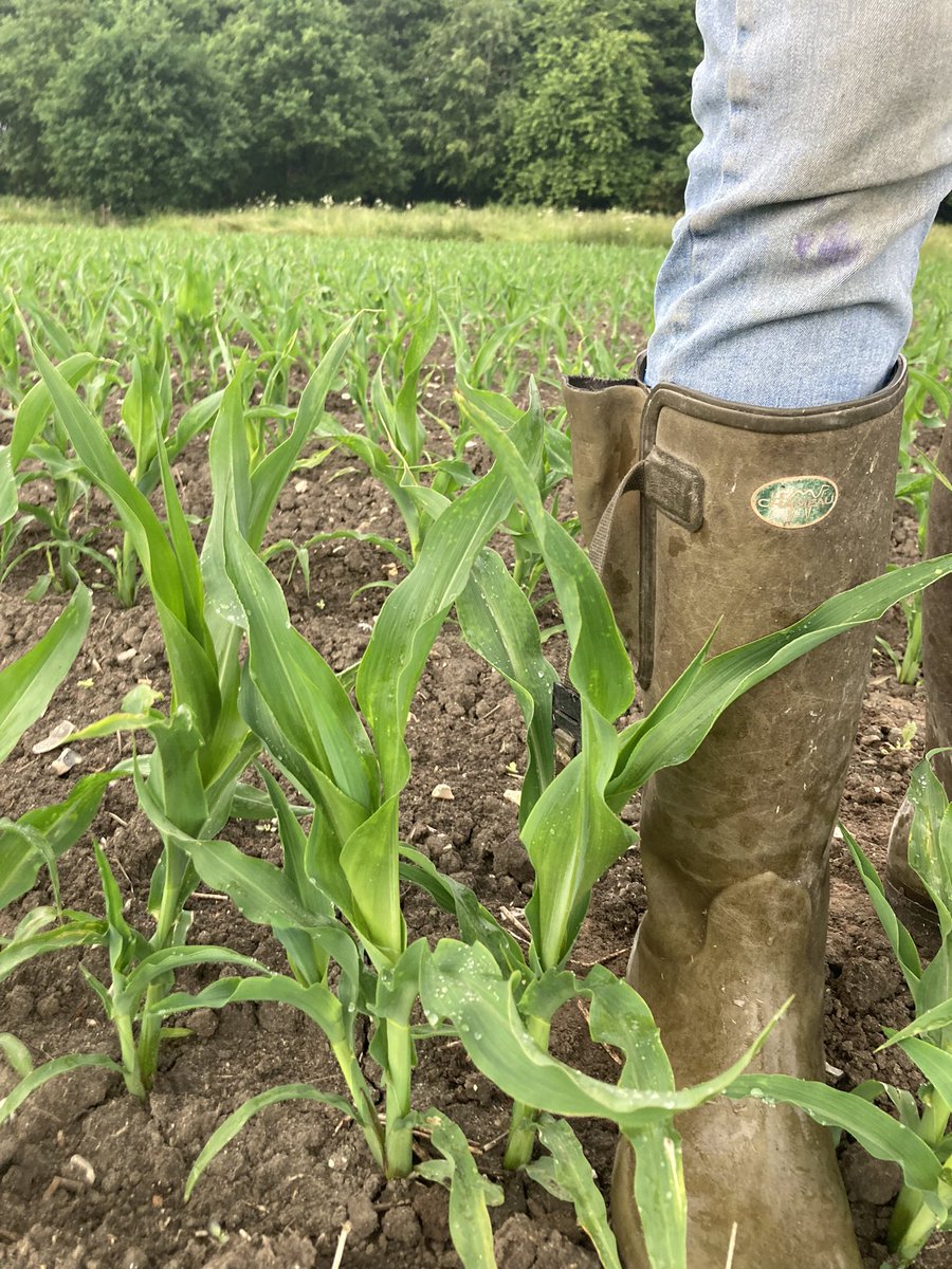 Top of my wellies this evening so should be on course to be at least knee high by 5th July,..slow start this year, very welcome drop of rain this morning ! <a href="/maizegrowers/">Maize Growers Association</a> <a href="/wessexagronomy/">Dan Dines</a>