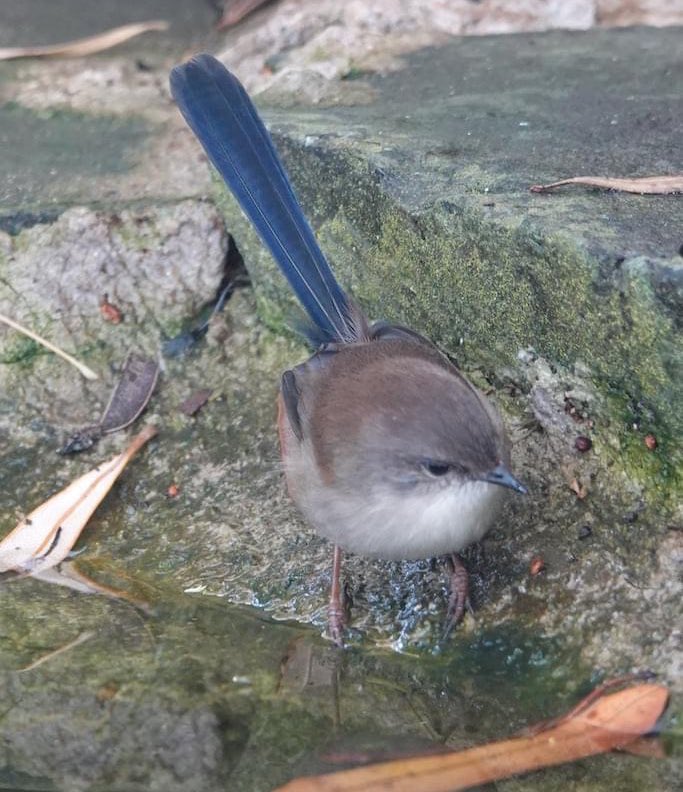 #FirstSeenAndHeard #FSAH 

Seen: Superb Fairywren. Heard: Eastern Whipbird. South Gippsland, Australia

@birdemergency 
#birdwatching #BirdTwitter #birdphotography #WildOz #bird #TwitterNatureCommunity #BirdsSeenIn2023 #SonyRX10iv