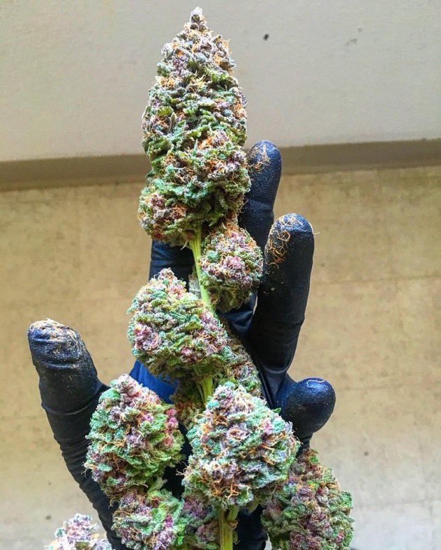 Candy Wreck 🍭🍒😍🔥

Check our links 👉 linktr.ee/stonersrus

#StonerFam #Mmemberville #WeedLovers #CannabisCommunity