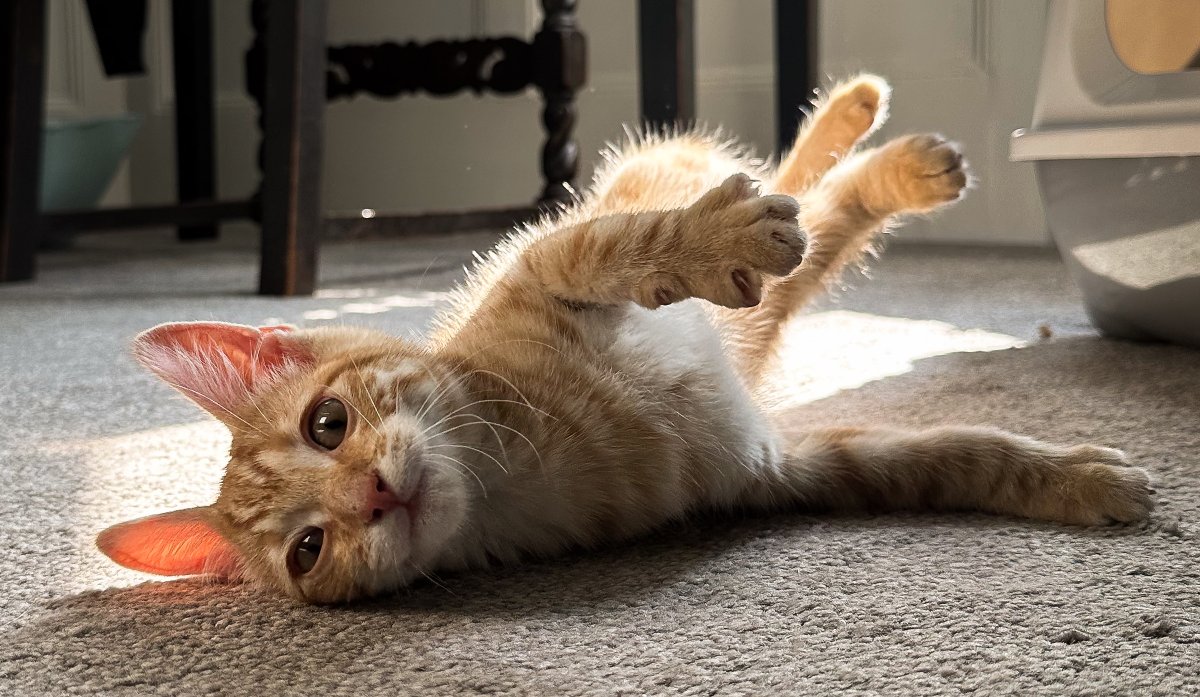 garetheverett's tweet photo. As a polydactyl mog we are used to getting a thumbs up from Minnie M, but not sure what the response will be when we introduce her to her new step-brother. Twitter say hello to 8 week old Pumpkin, Minnie's new housemate ππ±. @ColetteNews #CatsOfTwitter #gingercatsrock https://t.co/omvZyVw8Jp