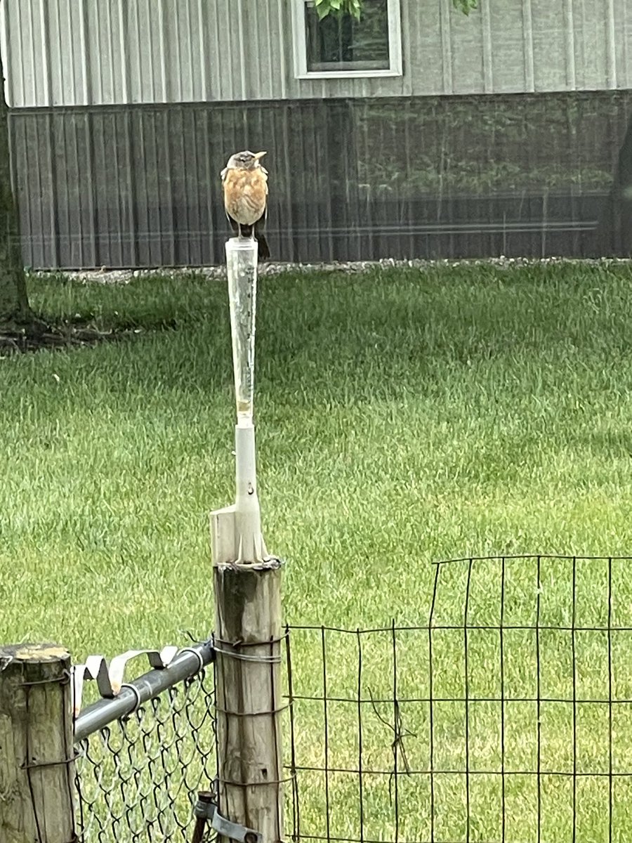 Rain gauge interference