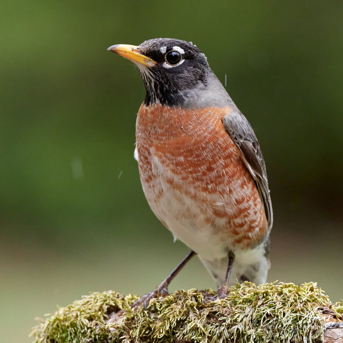 American Robin. That reminds me: Spring is almost over. Ugh!
.
linktr.ee/corbyamos
.
#birdphotography #birdwatching #birding #BirdTwitter #twitterbirds #birdpics