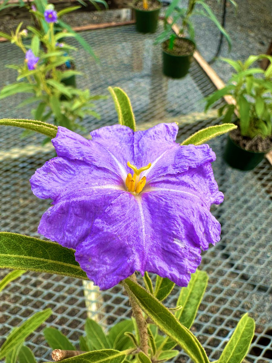 Chris Martine | Plants are Cool, Too! tweet media