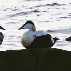 My first sighting of an Eider Duck. I’d no idea they could look so other worldly. New favourite bird! North Berwick.
#BirdsSeenIn2023 
#30DaysWild