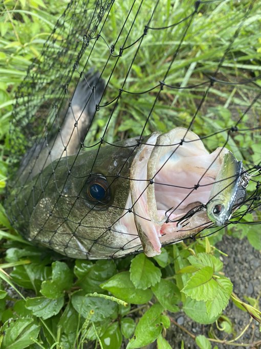 久しぶりにシーバス釣れました。 河川がもうチヌばっかでシーバスは絶滅したと思ってたから、超嬉しい一本。  今日はブス界の原稿仕上げます。頑張れそう。
