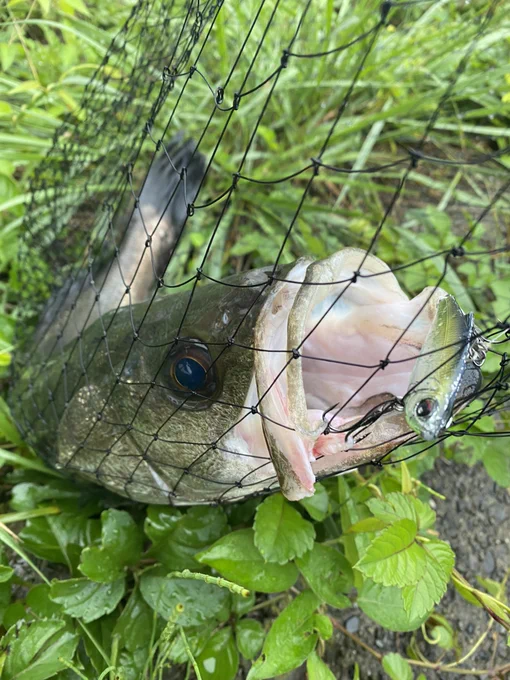 久しぶりにシーバス釣れました。 河川がもうチヌばっかでシーバスは絶滅したと思ってたから、超嬉しい一本。  今日はブス界の原稿仕上げます。頑張れそう。