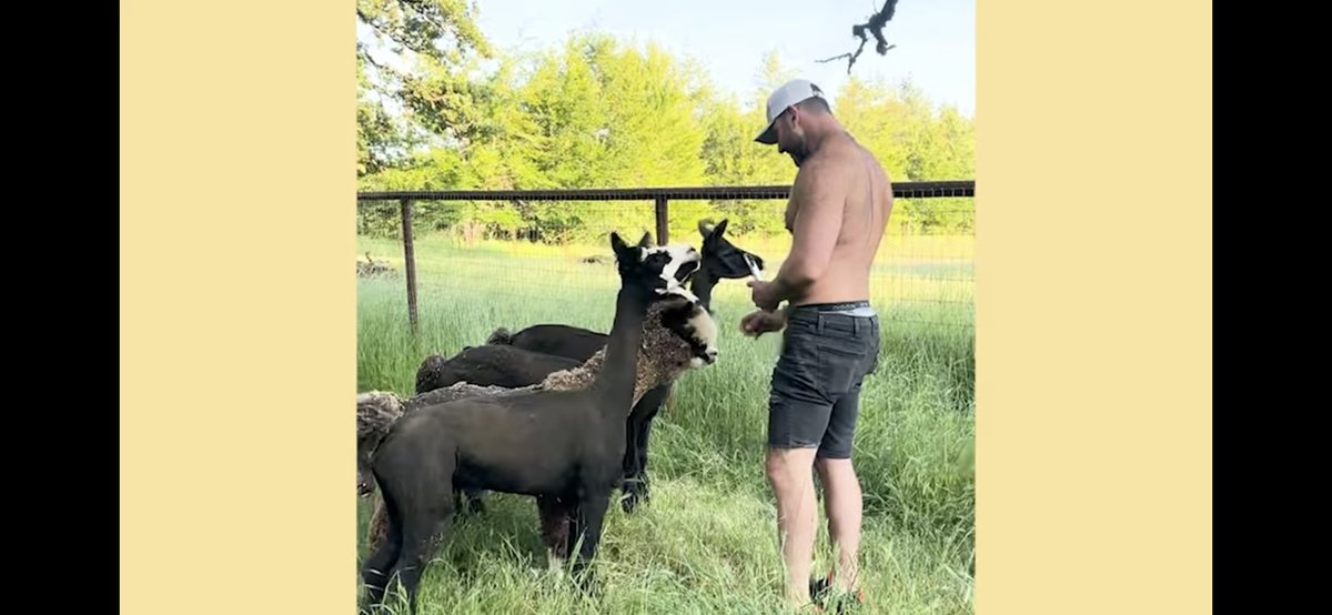 Beachdudeca's tweet photo. The Alpacas have arrived and the fosters from Texas are doing amazing | ...
#LeeAsher #AnimalAdoption #AnimalSanctuary #Alpacas #AnimalFoster
Click to Watch and meet the #AsherHouse #Alpaca Pack
https://t.co/OHuqVhQsrJ via @YouTube https://t.co/3P8VEExjUx