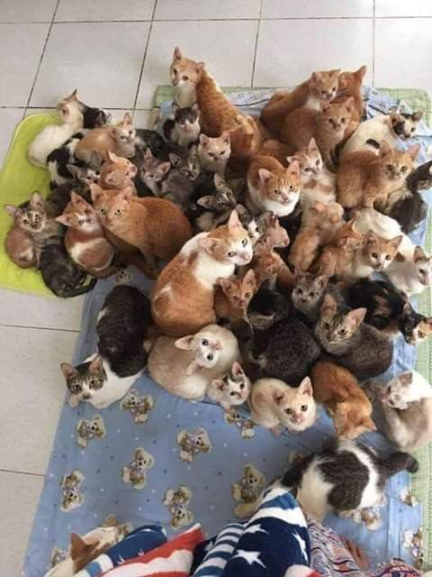 ministaar's tweet photo. The streamer:                    The fans: https://t.co/suKitdCAga