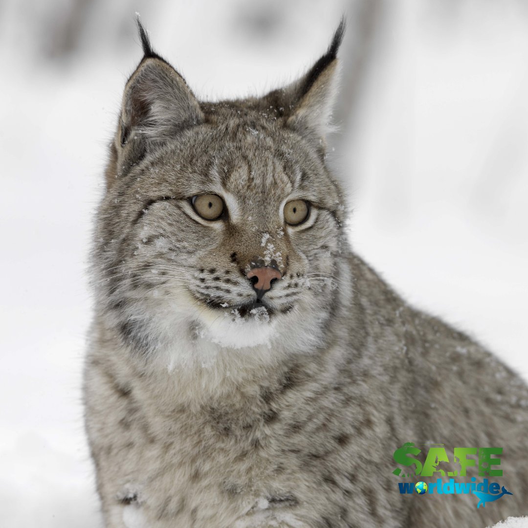 Today is international lynx day. This species is part of the cat family. The Canada Lynx is considered a medium-sized cat with their distinctive snowshoe-like paws, pointy, tufted ears, and black tails. #internationallynxday https://t.co/THboiTZWhr