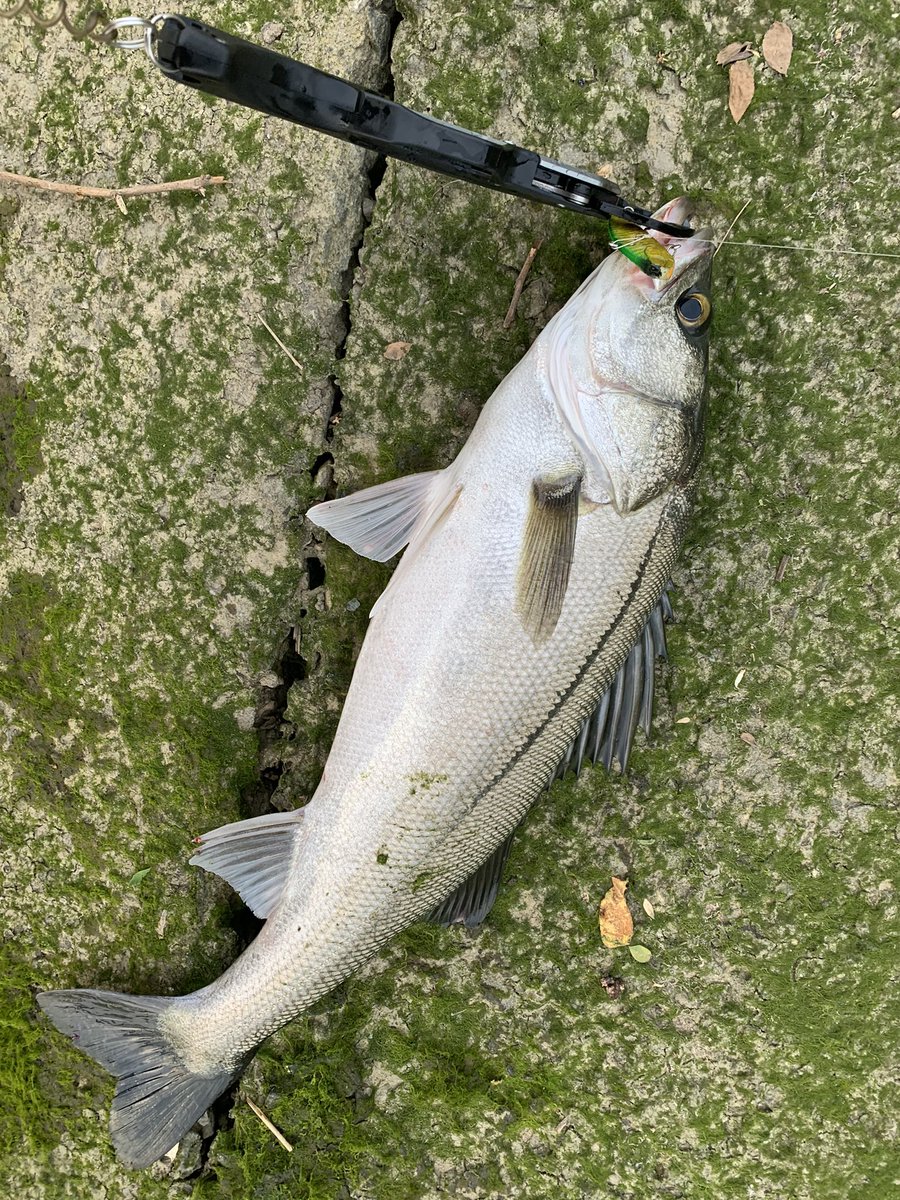 marusato50's tweet photo. 少し前のシーバス釣行❗️短時間でしたが10ヒット以上😆　僕の地元も良い時期突入。
今年はあまり行けなそうだけど、気分転換もかねて短時間でも良いから行けると良いな🎣 https://t.co/scqEv5Q47z