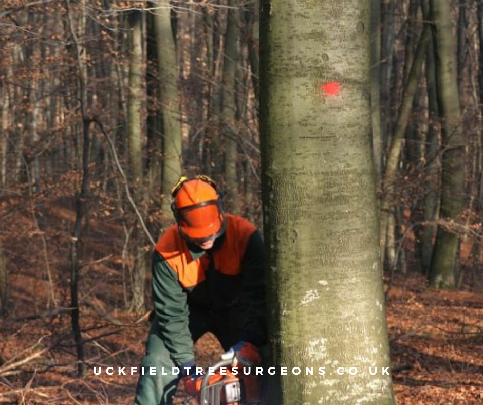 Ensure the safety and beauty of your landscape. Our experienced team specializes in tree removal, stump grinding, and tree health assessments. Trust us to handle all your tree care needs. Call Uckfield Tree Surgeons now for a prompt response.

#notchcut #arborist #uckfield