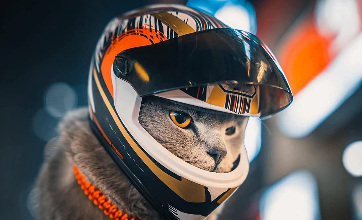 crypto_second's tweet image. Cat racing seems like internet gamblings biggest missed opportunity tbh.