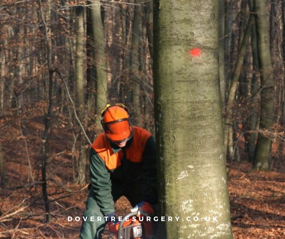 Ensure the safety and beauty of your landscape. Our experienced team specializes in tree removal, stump grinding, and tree health assessments. Trust us to handle all your tree care needs. Call Dover Tree Surgery now for a prompt response.

#dover #arborist #treefelling