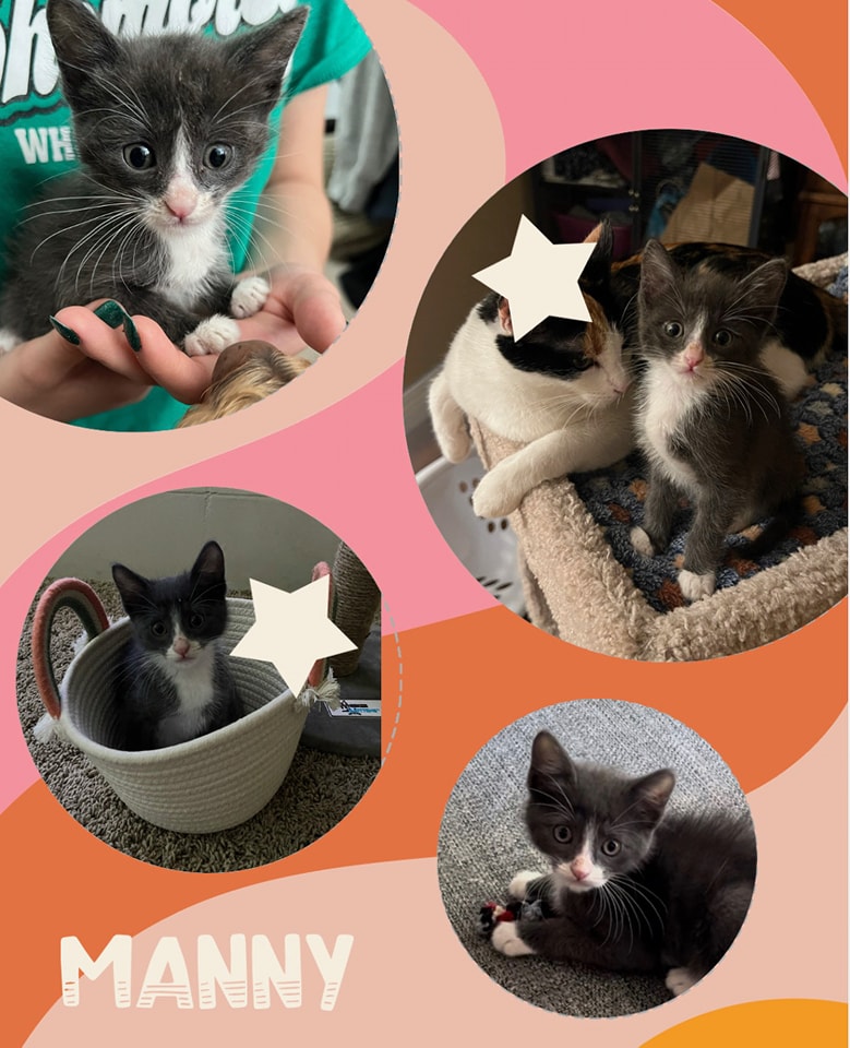 😍Adopted!!😍 
Manny
Male
Age: 11 weeks old
Gets along with dogs, cats and kids
Food: Fancy feast kitten chicken/ turkey wet food and Purina one kitten food
shelterluv.com/matchme/adopt/… 
#adoptdontshop #adoptme #kittens #petsmart1184 #rosevilleca