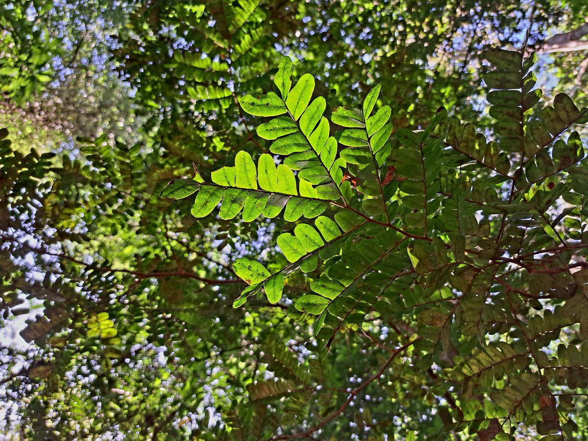 Humans of Classical Music tweet media