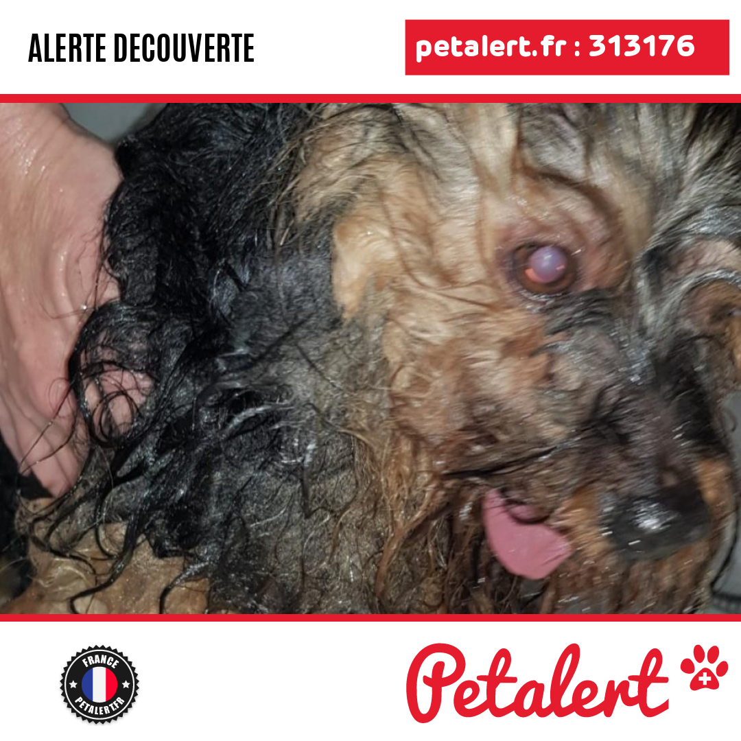 petalert_france's tweet photo. Trouvé #Chien #Sarthe #LeMans #Petalert #PetAlert72 / https://t.co/Detcx6w0fV https://t.co/UMMB1PBop4