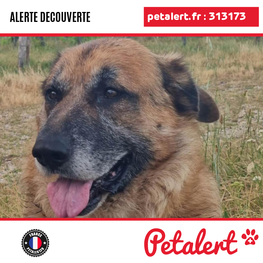 Trouvé #Chien #Gironde #Paillet #Petalert  #PetAlert33 / p3t.co/T4cia