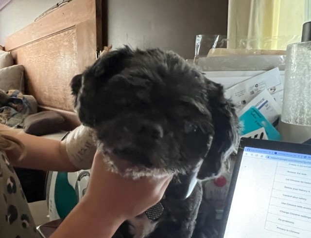 <a href="/COLLEENGROTTMOM/">Chillin’ 🌈🐕‍🦺🐈‍⬛🐈‍⬛🦜</a> My Gizmo .... kinda think he looks a little like Sire Marty