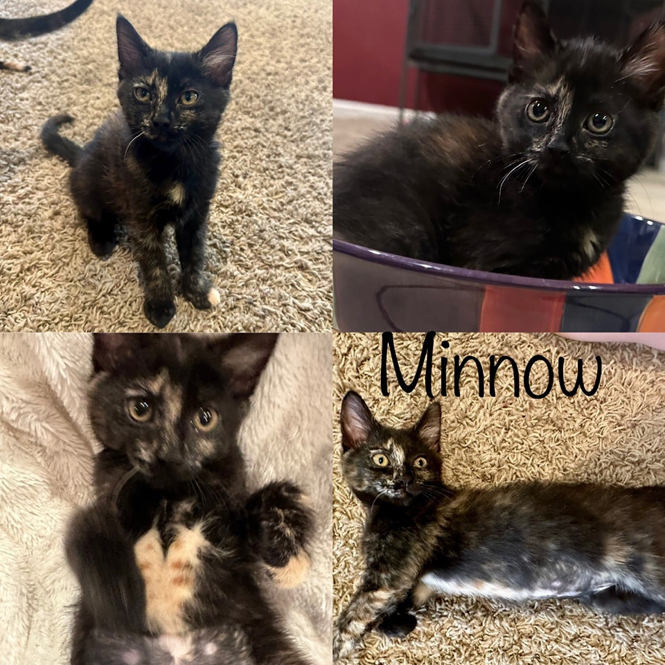 😍Adopted!!😍
-Name: Minnow
-Sex: Female
-Age: 11 weeks
-Gets along with everyone! Including dogs, cats and kids.
-Food: Purina One Healthy Kitten Formula Dry Food
shelterluv.com/matchme/adopt/… 
#adoptdontshop #adoptme #kittens #petsmart1184 #rosevilleca