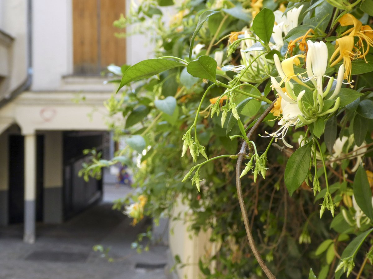 Honeysuckle on passage des Postes