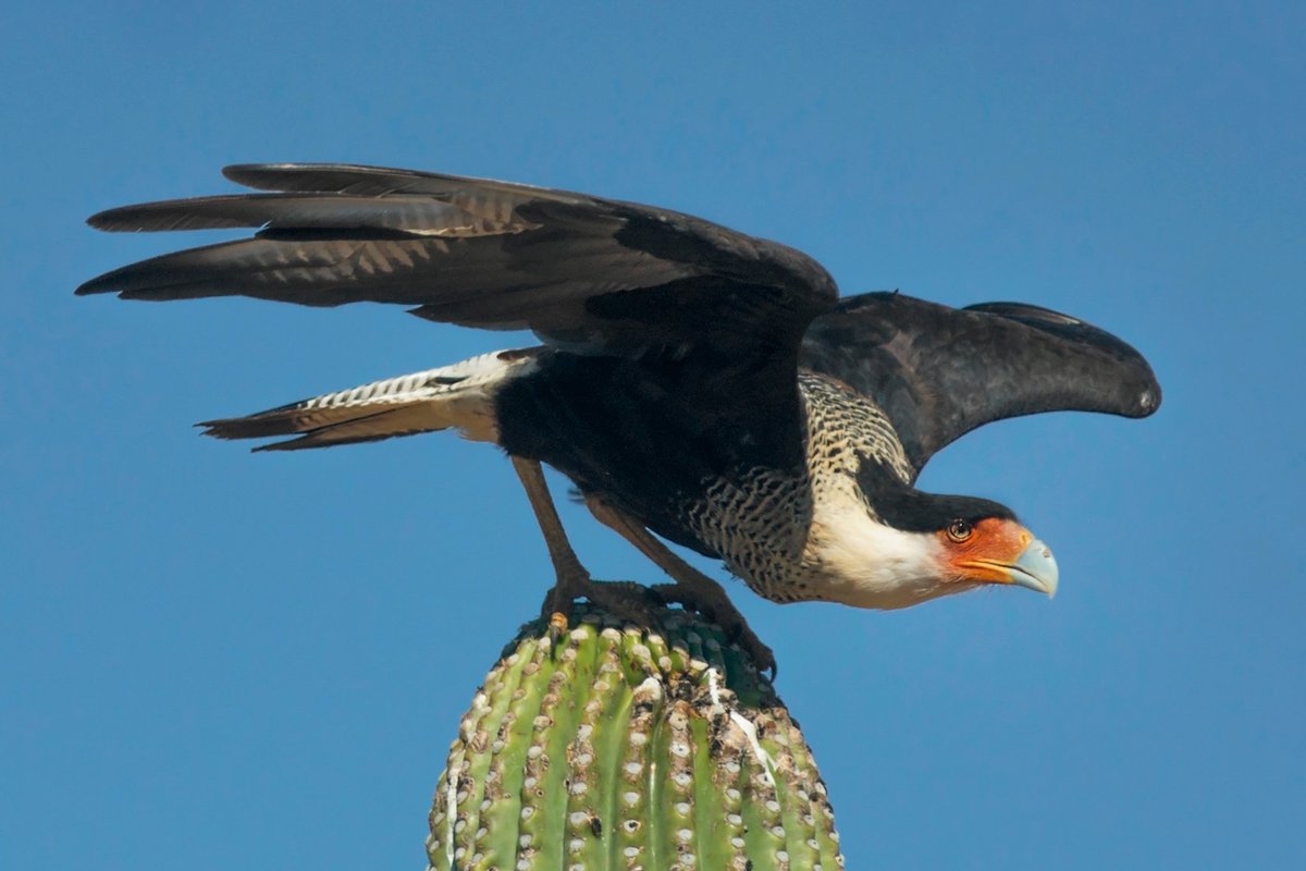 OGDrakieChan's tweet photo. New favorite bird found.

Crested Caracara https://t.co/CO0PuzqsU2