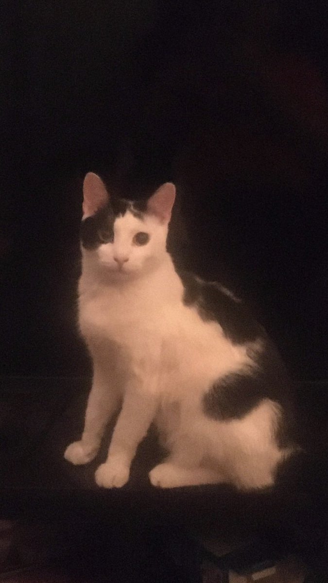 Jax Teller 🐾🐈‍⬛💙