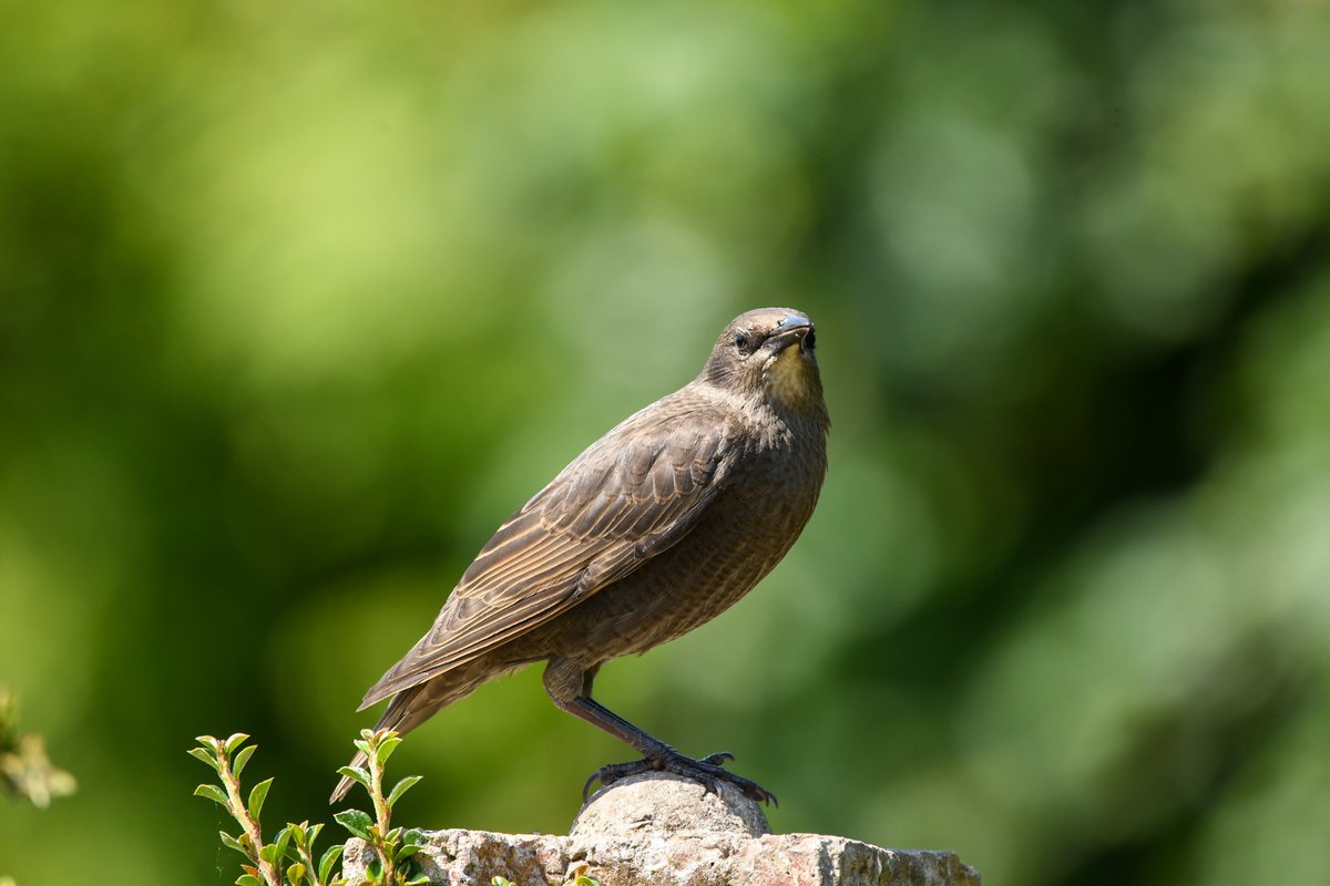 One of the many juvenile starlings in our garden this week. #starlingcreche @Natures_Voice @Lancswildlife