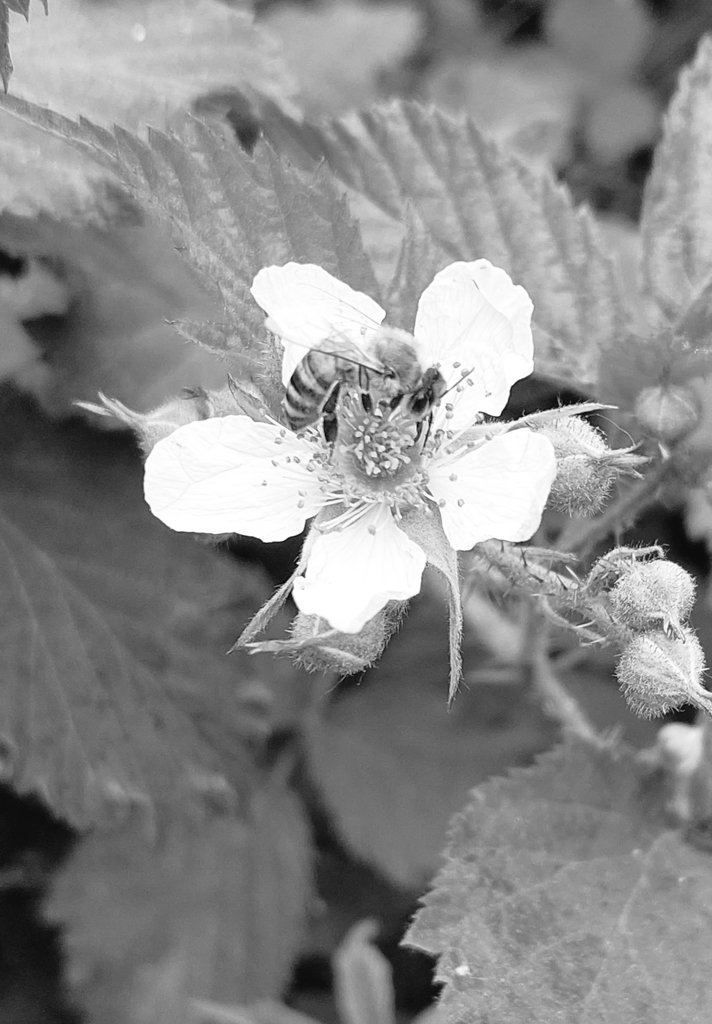 #GoodNightTwitterWorld Hope u all had a fantastic #weekend. Luv to all♥️😍😘
#landscapephotography #landscapelovers #landscape #blackandwhitephoto #blackandwhite #NaturalBeauty #BlackAndWhiteMacro #bees #FLOWER #FlowerBeauty #flowerphotography #sundayvibes