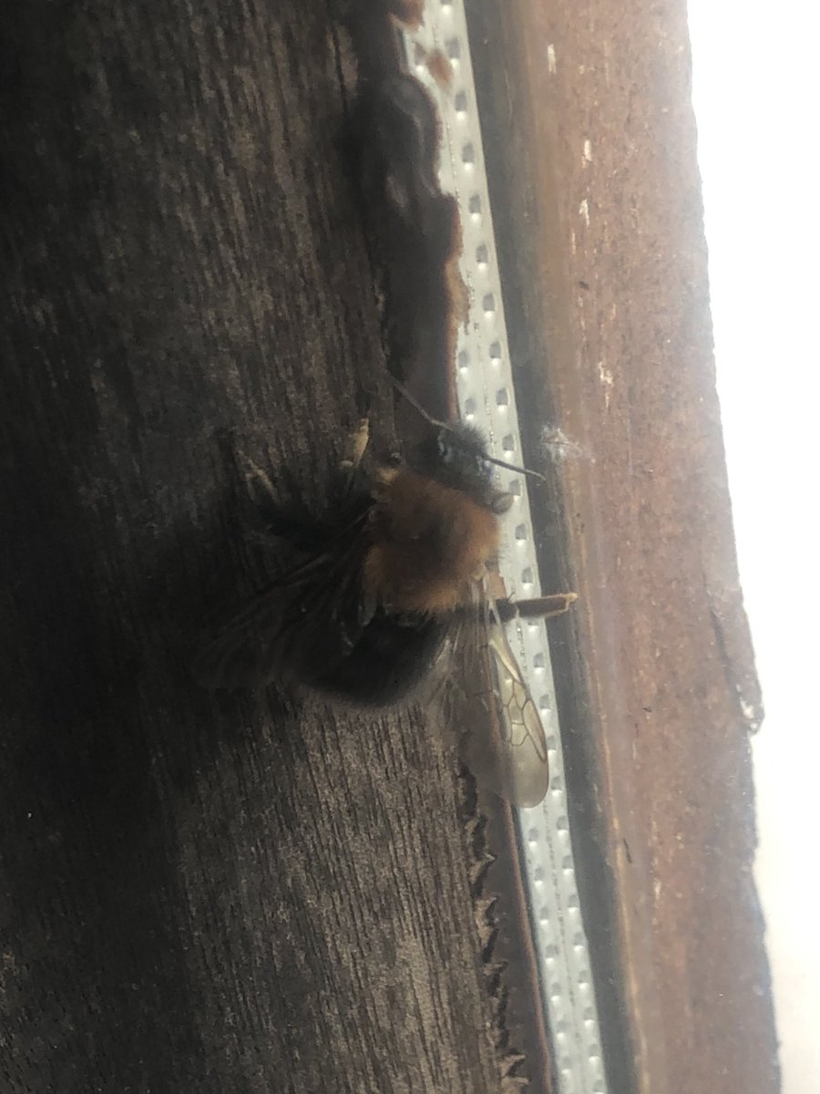 SwanwatchUk's tweet photo. #Treebee π flew into my room
Safely rescued out of the window π₯°π https://t.co/8tBeuVYTIE