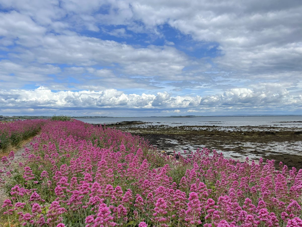 b_pascaline_'s tweet image. Sunday vibes 🌸

#galway #ihavethisthingwithireland #irishspring #ireland