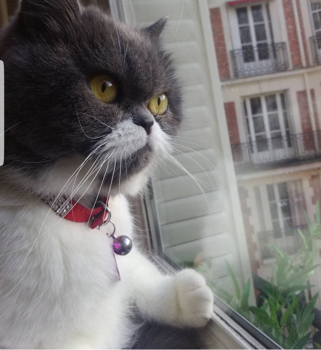 JusteLechat's tweet image. 