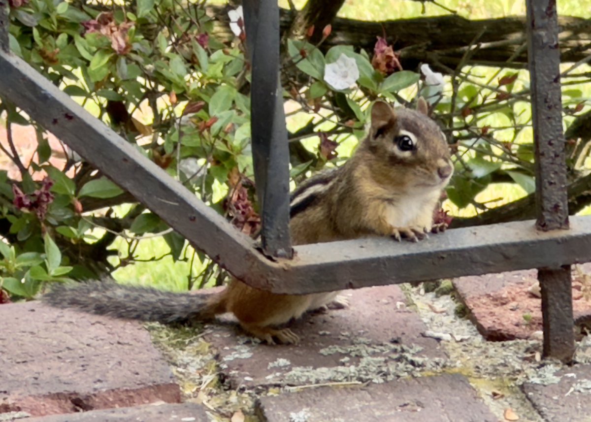 Cuteness in extremis. #RoyTheChipmunk #chipmunk #TrumbullCT