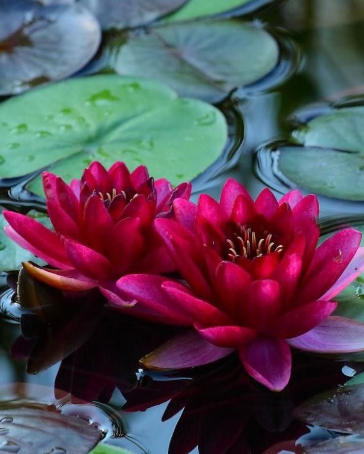 Tina Koskima 🕊️ on Twitter "Pygmy waterlily (Nymphaea tetragona) is